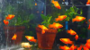 Red platy Fish for sell